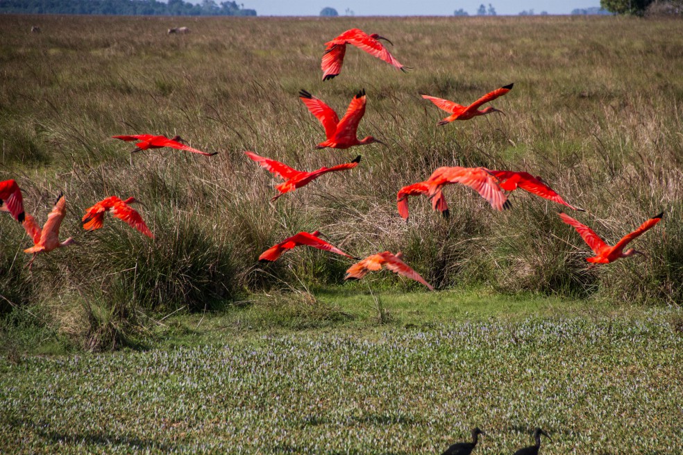 Sabanas inundables de Cinaruco, otra joya verde bajo protección