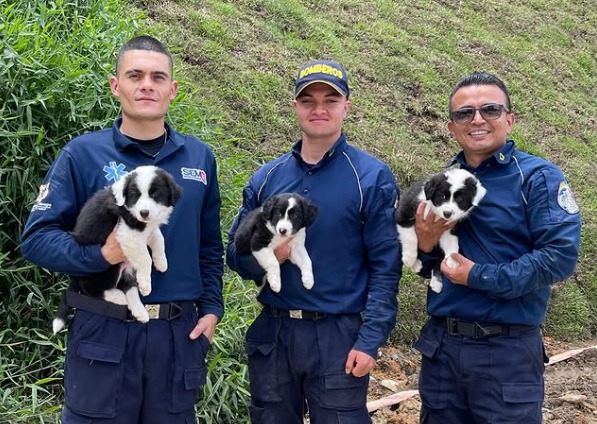 Héroes de cuatro patas: Bomberos de Rionegro entrenan cachorros para fortalecer rescates