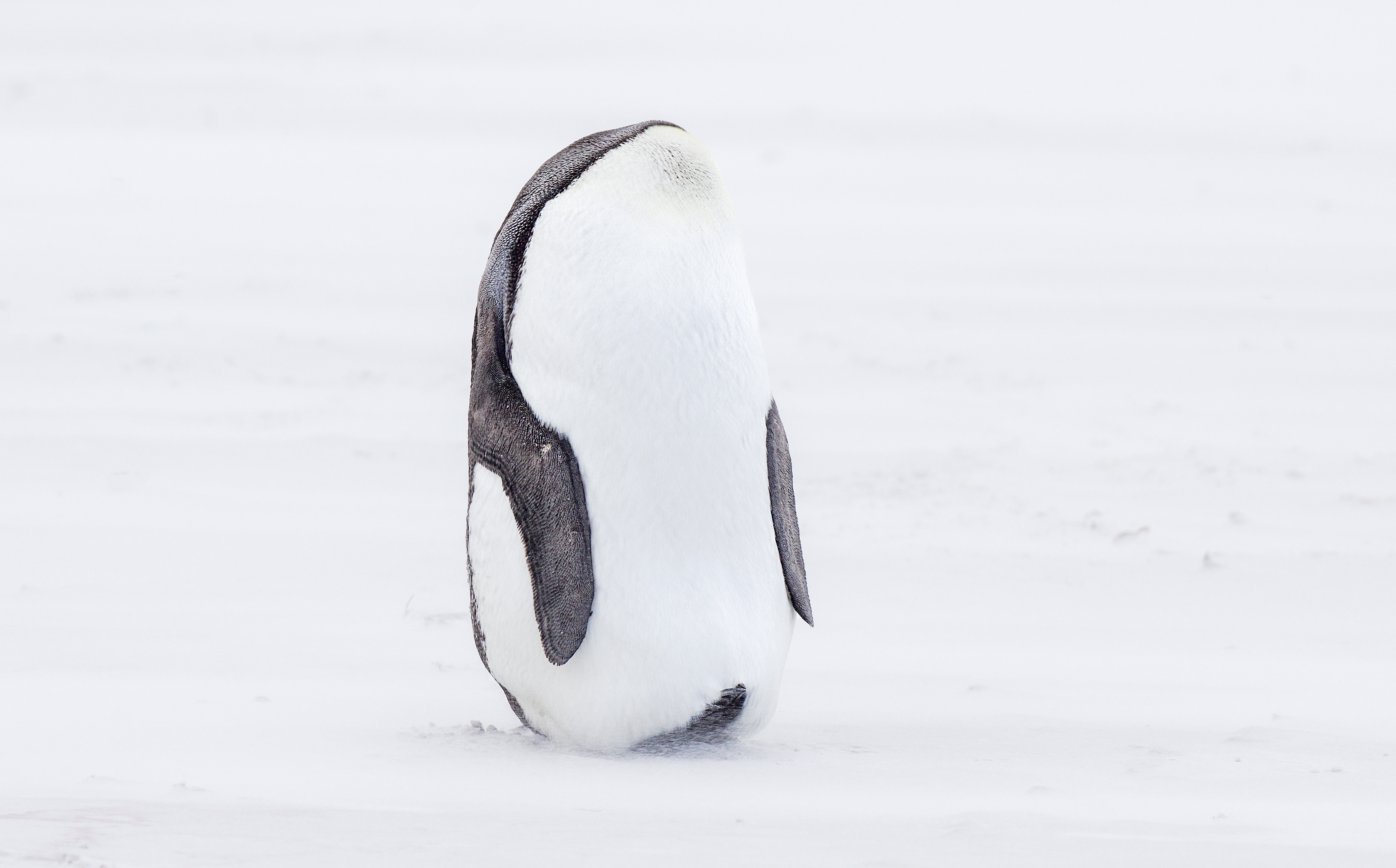 Fotografías de Comedy Wildlife Awards.