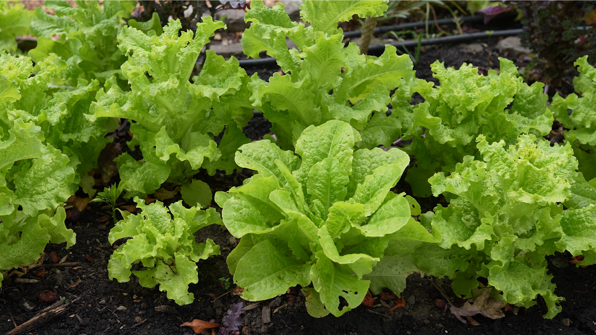 ¿Cómo reproducir sus plantas? Claves para tener éxito
