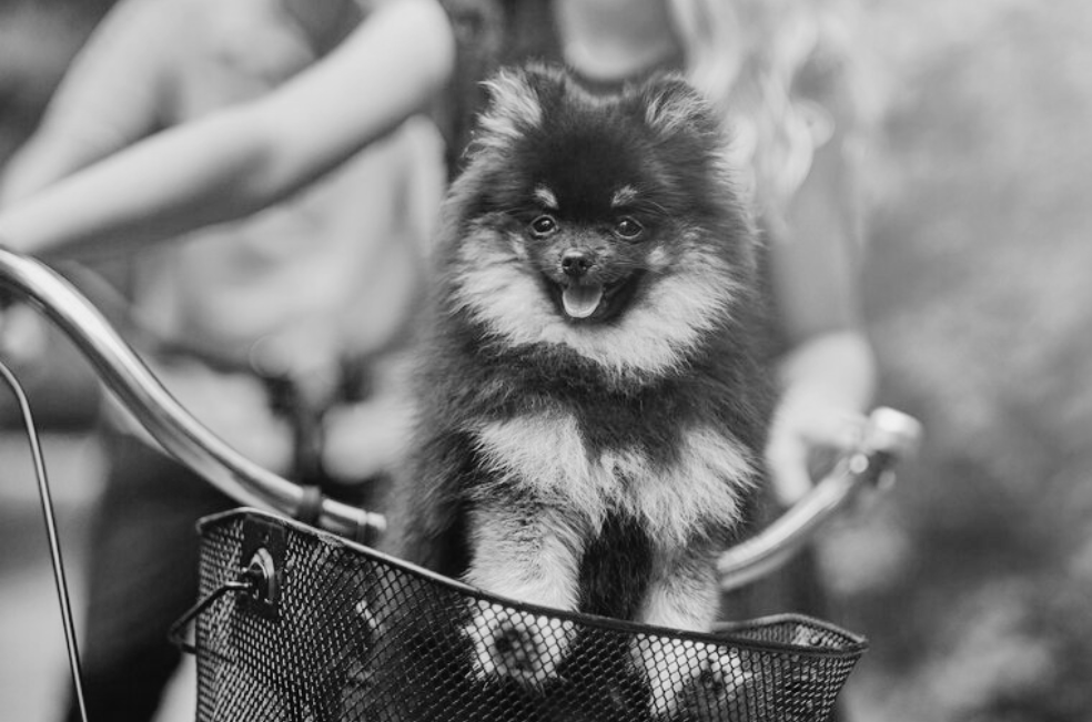 En Argentina, un grupo de jóvenes roba una bicicleta con un perrito en el canasto