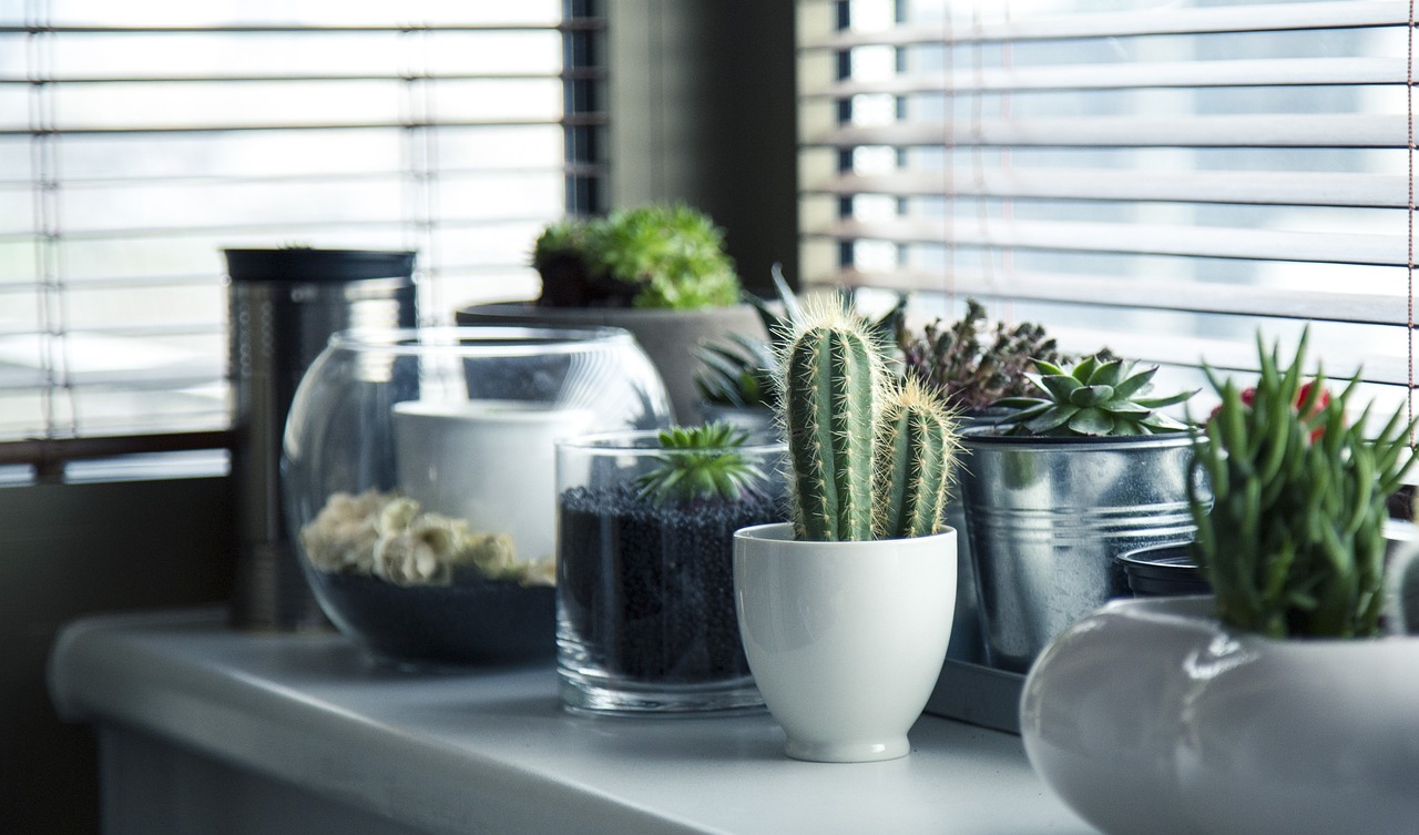 ¿Plantas nuevas en casa?: Claves para cuidarlas y que no mueran en el intento