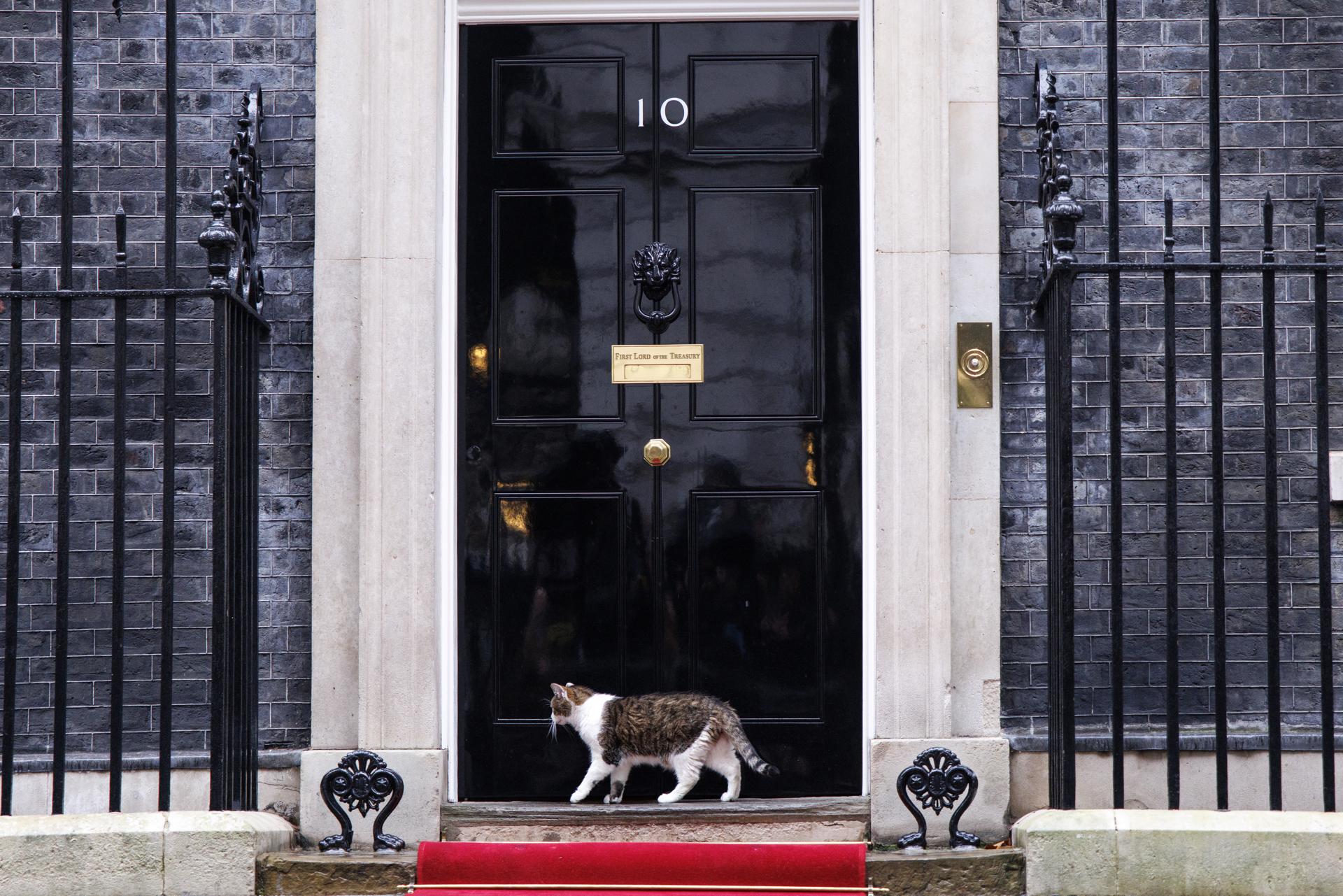 El “primer felino” de Reino Unido: el gato Larry cumple 15 años en Downing Street