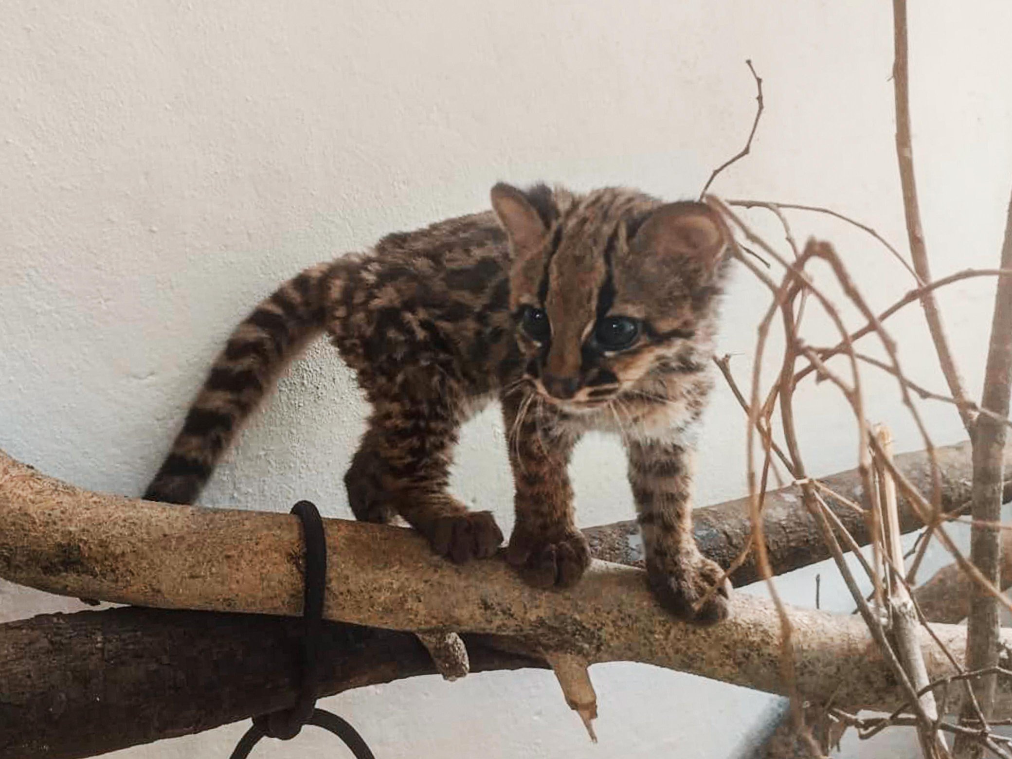 Emotivo video: tigrillo lanudo vuelve a su hábitat natural tras un año de cuidados