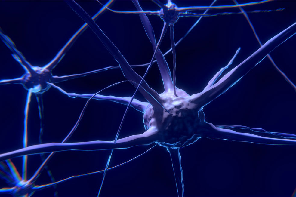 Células cerebrales más grandes sí pueden significar más inteligencia