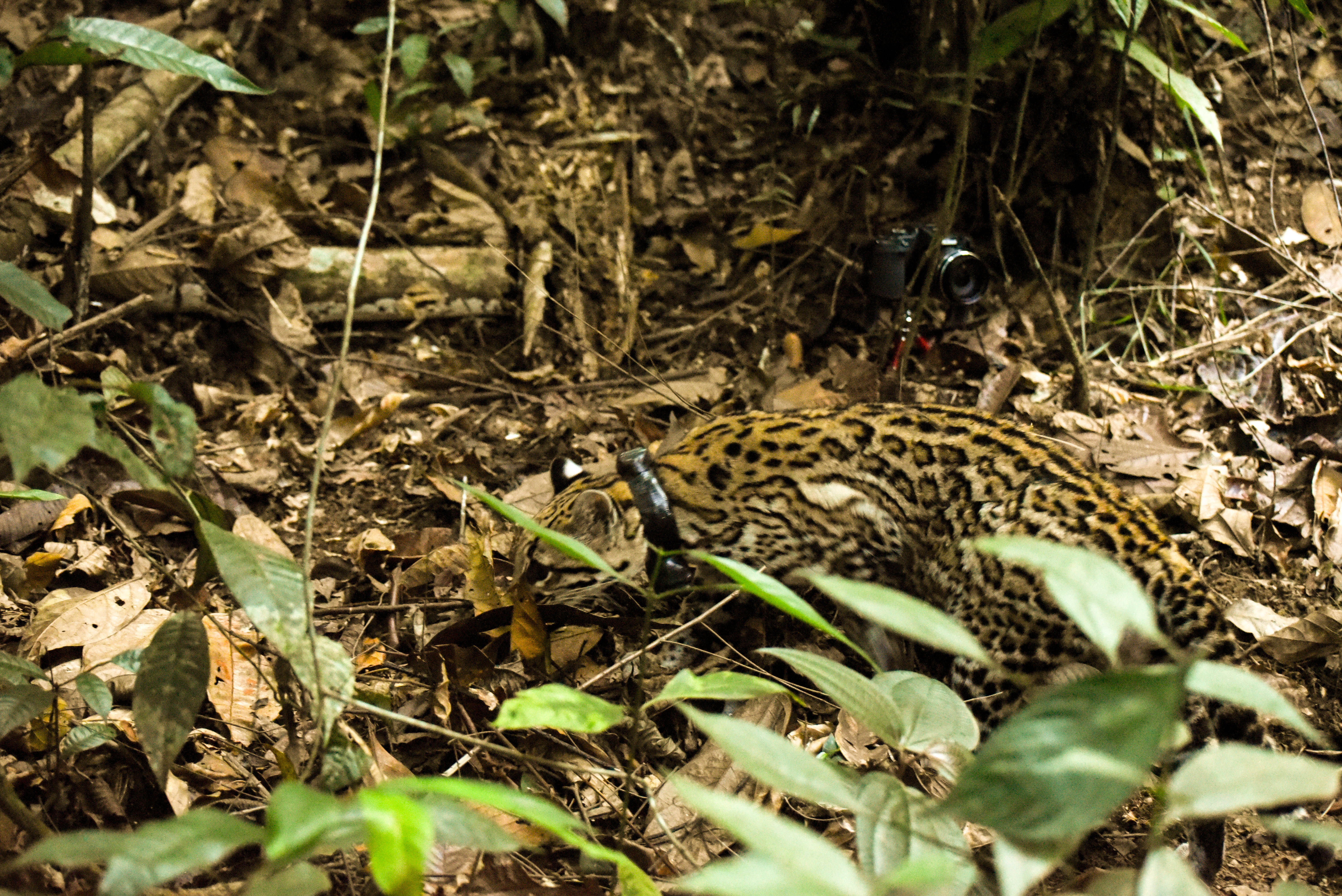 Durante un año, el animal silvestre vivió un proceso de rehabilitación con el que se buscó que aprendiera las conductas que de manera natural.