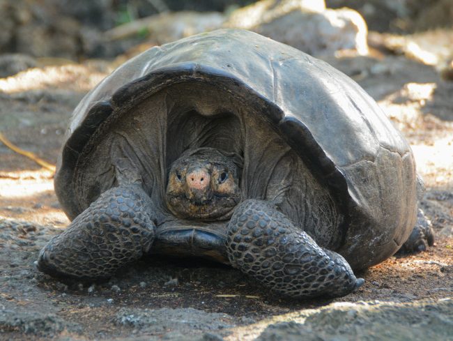 Expedición a islas Galápagos muestra “notable recuperación” de tortugas gigantes