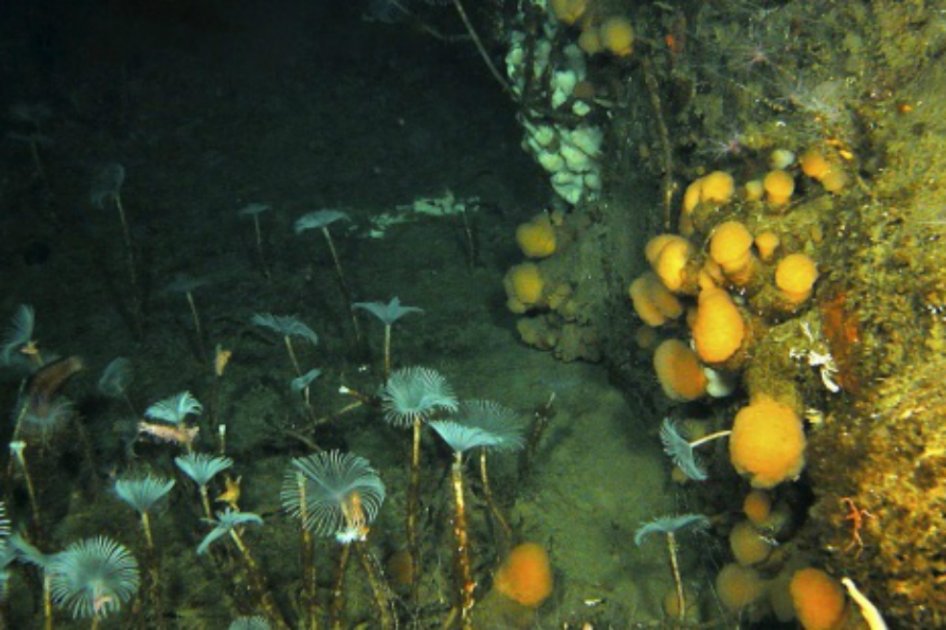 Biodiversidad de la Antártida es más rica de lo esperado