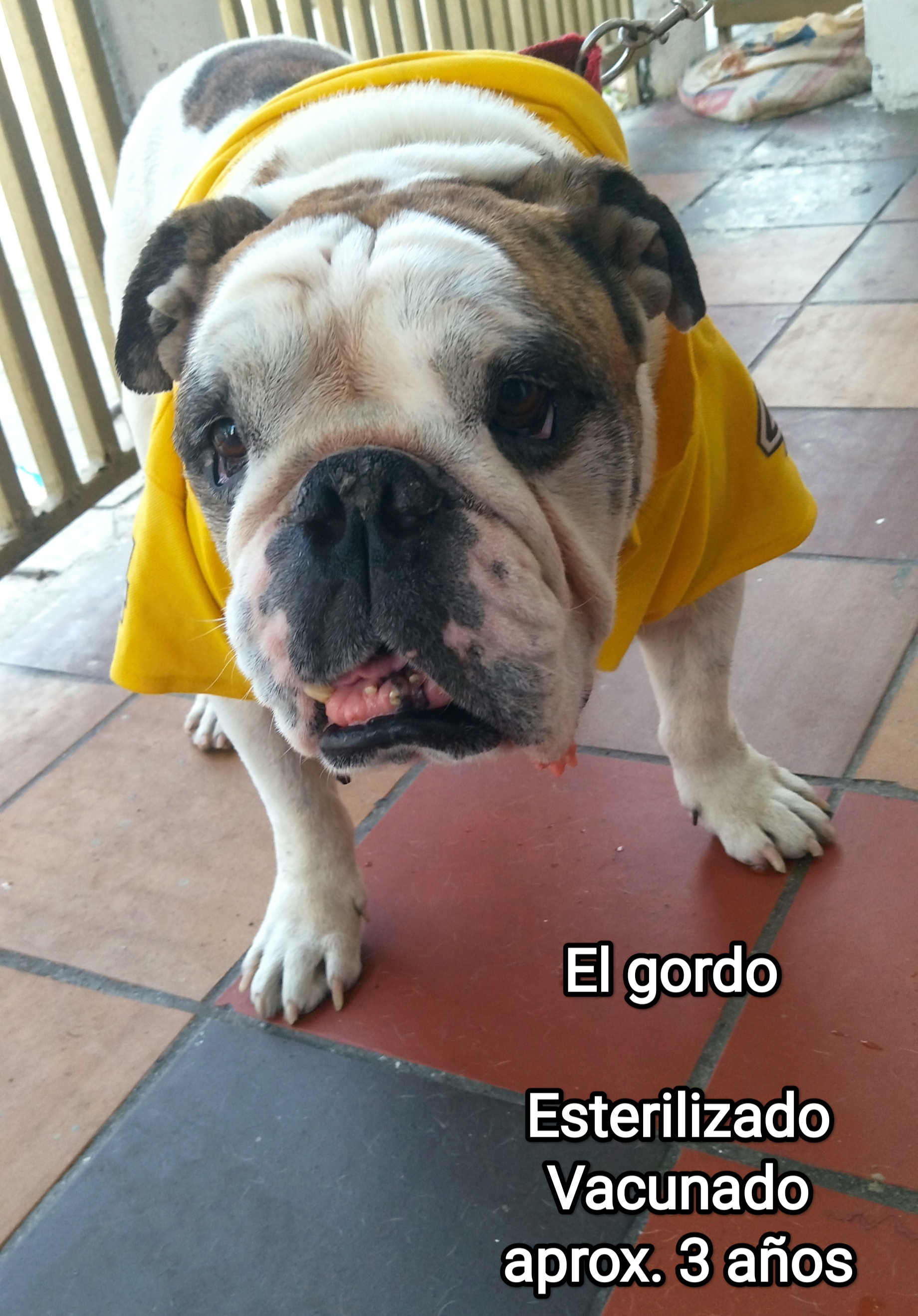 Gordo es un perrito disponible para ser adoptado en Pataclau.