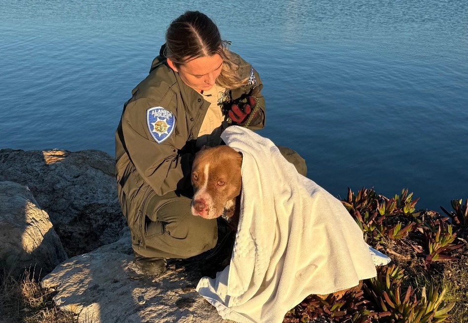 Después de ser rescatada, Ariel fue llevada a FAAS (Friends of the Alameda Animal Shelter), un refugio que acoge animales callejeros.