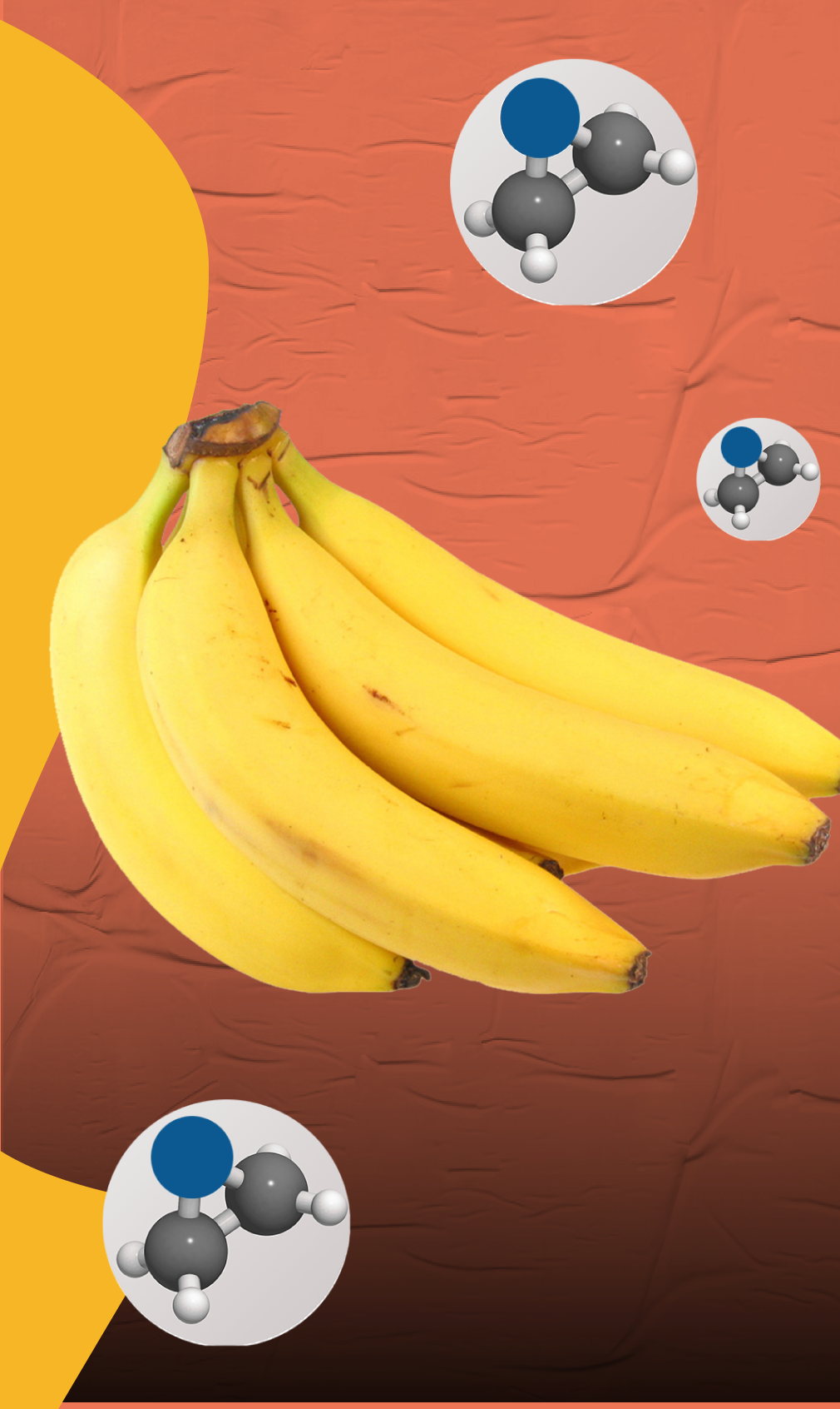 Bananos 3