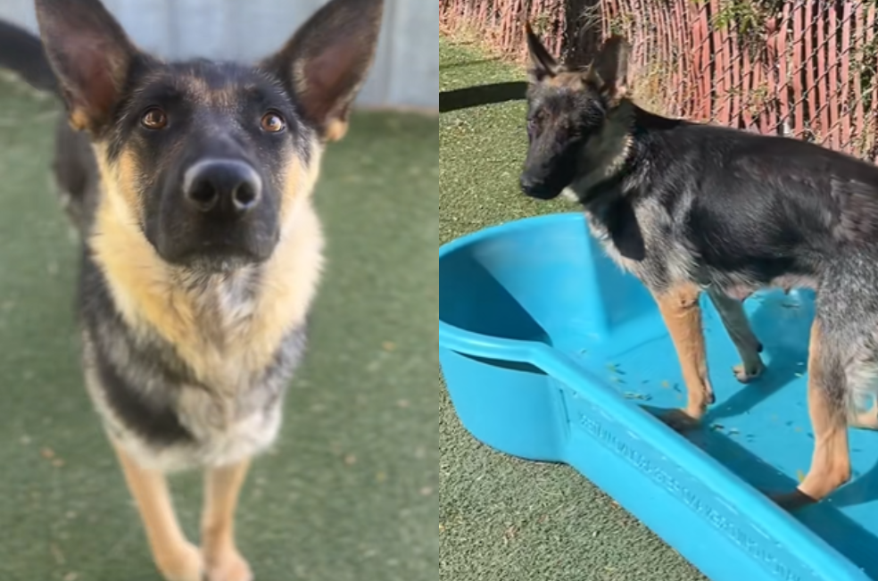 Un perro da un último paseo antes de su eutanasia y luego sucede algo inesperado