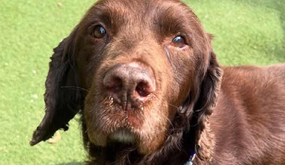 Las imágenes del perro recibiendo caricias, durmiendo tranquilo y mirando a la cámara acompañaban el mensaje de esperanza: encontrarle "el hogar de retiro perfecto".