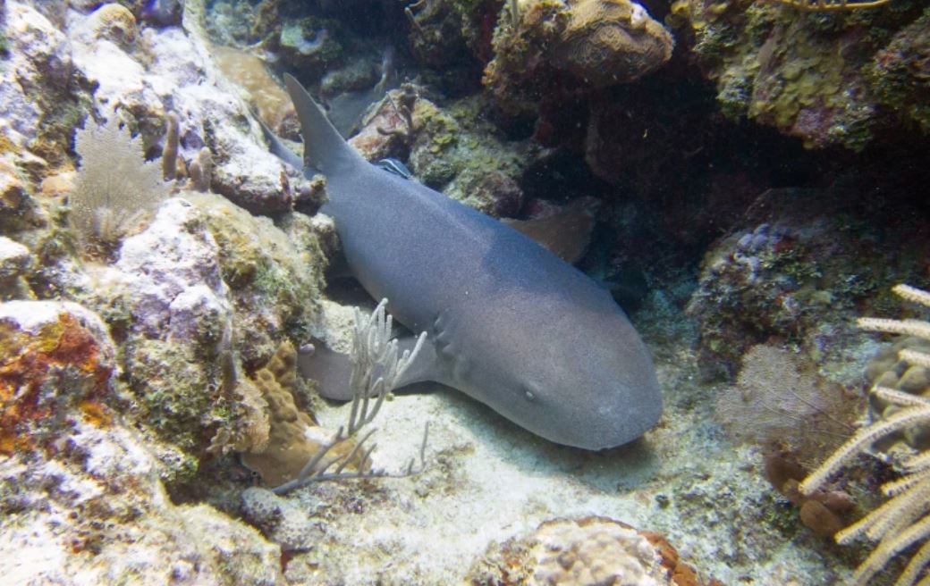 ¿Y si el sistema inmune tuvo más formas de evolucionar? Los tiburones tienen la clave