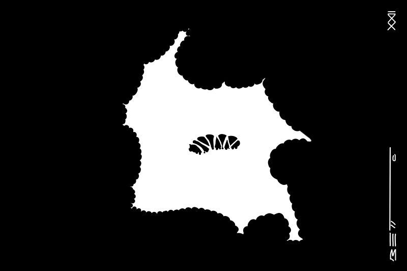 Larva Duque