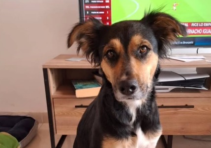 “No tenemos tiempo para ella”: Perrita adoptada en enero regresó a la fundación