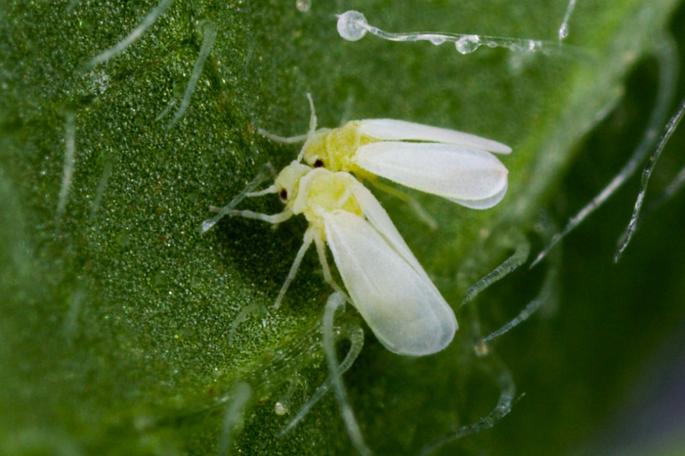 Científicos, inquietos por programa militar de EE.UU. para propagar virus con insectos