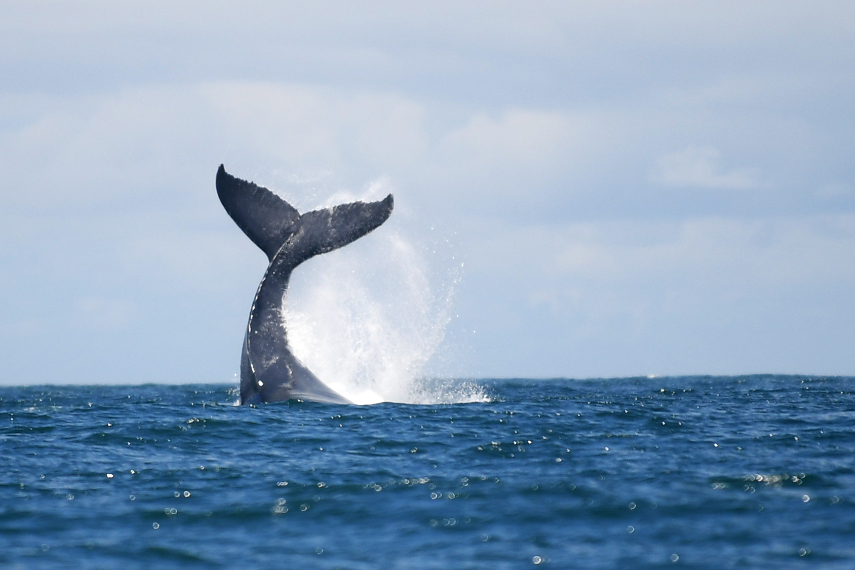 Avistamiento de ballenas en Colombia: viajar al Pacífico también es apoyar a sus comunidades