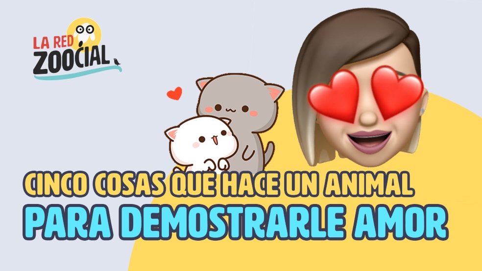 Cinco formas como su mascota le demuestra amor