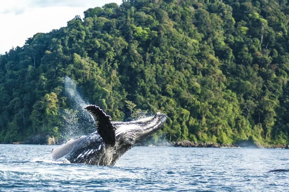 El 15 de julio empieza la temporada de ballenas en el Pacífico colombiano