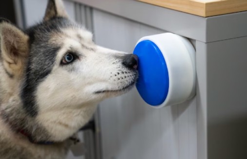 Nuevo botón permite que los perros controlen electrodomésticos y participen más en el hogar