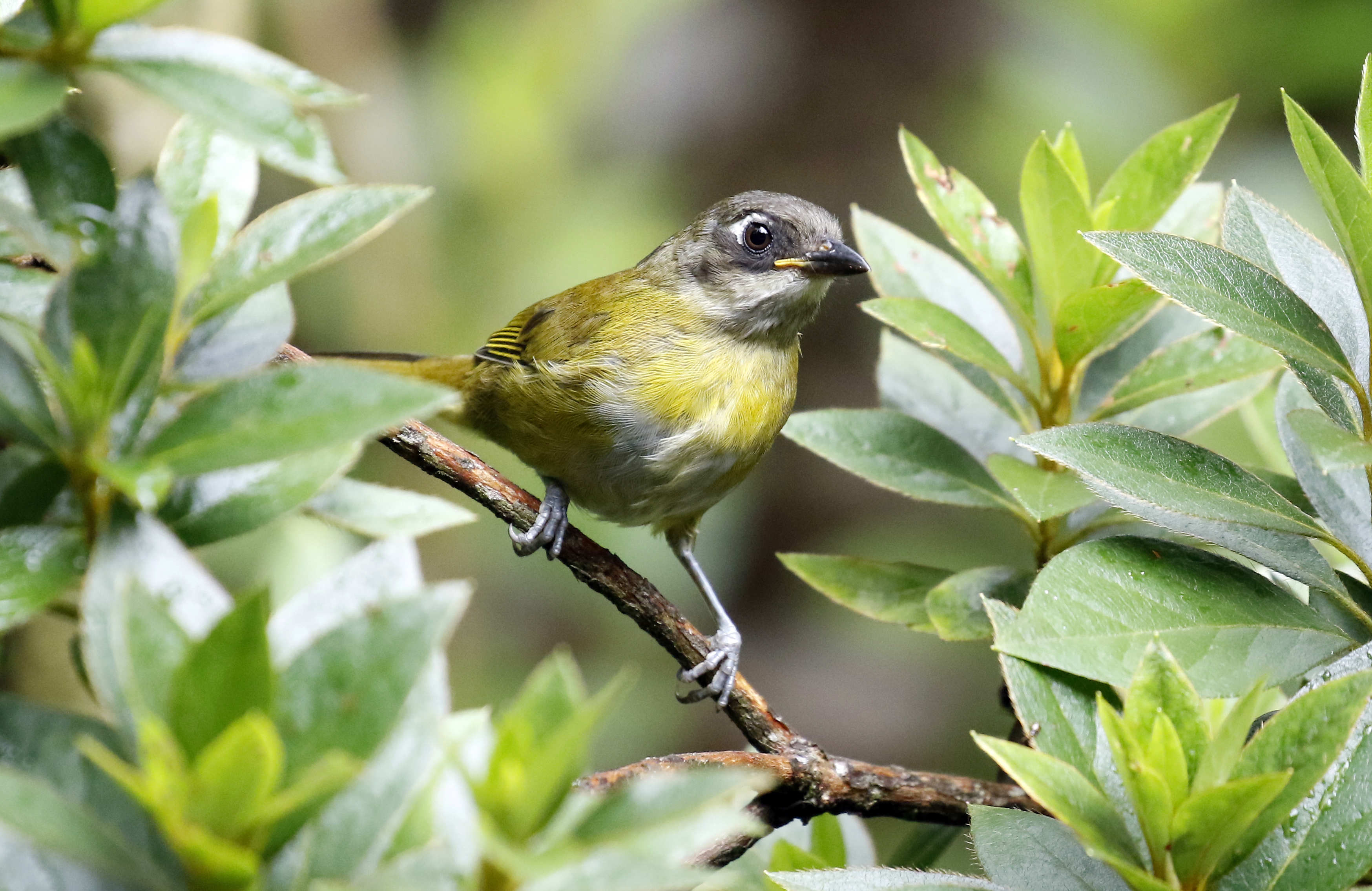 Los pájaros dormirían de pie, ¿por qué?