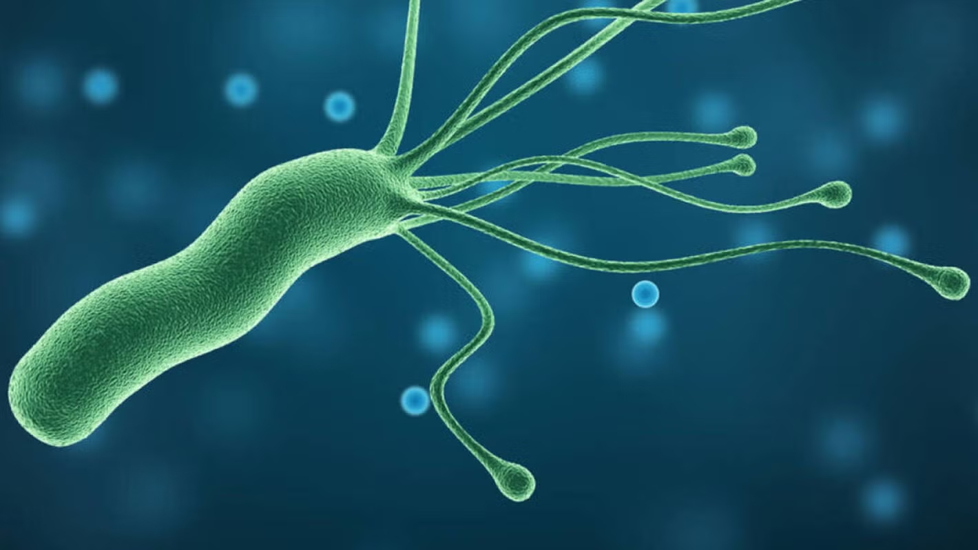 Helicobacter pylori afecta principalmente al revestimiento interno del estómago.