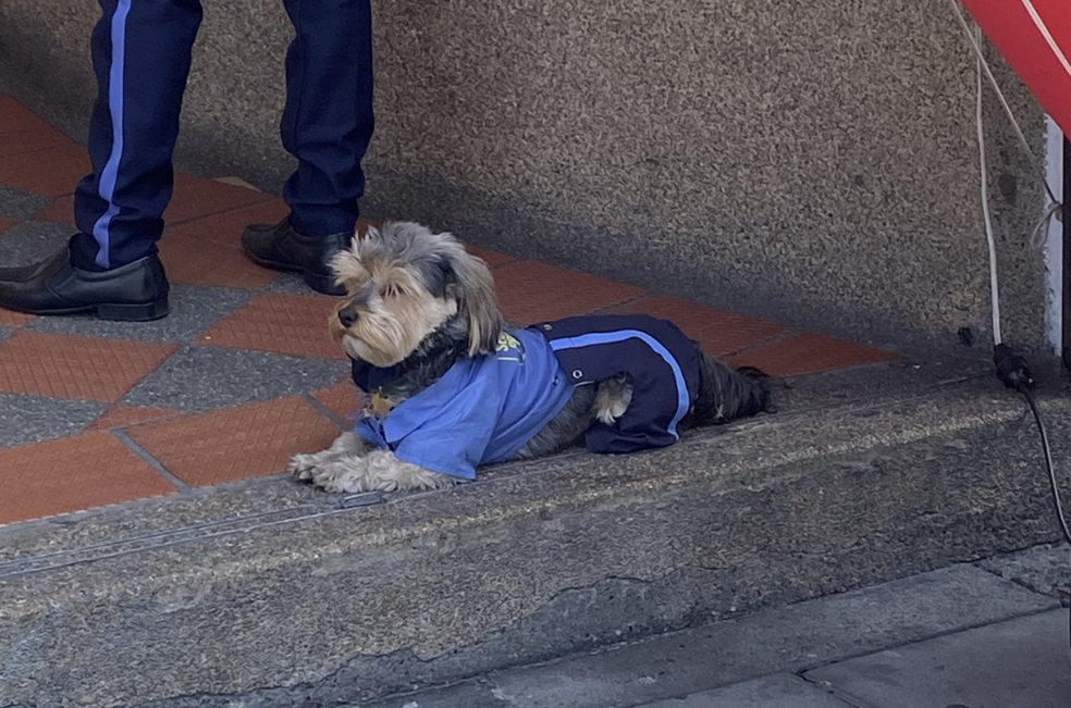 El “Celadog” de Bogotá: conozca la historia de este perrito con traje de vigilante