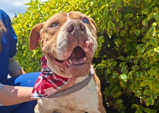 Samuelito, el perrito con cáncer que sueña con pasar sus últimos días rodeado de una familia