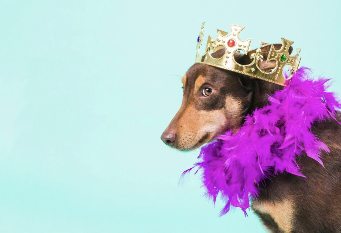 Así se realizará el primer reinado de belleza para mascotas en Colombia