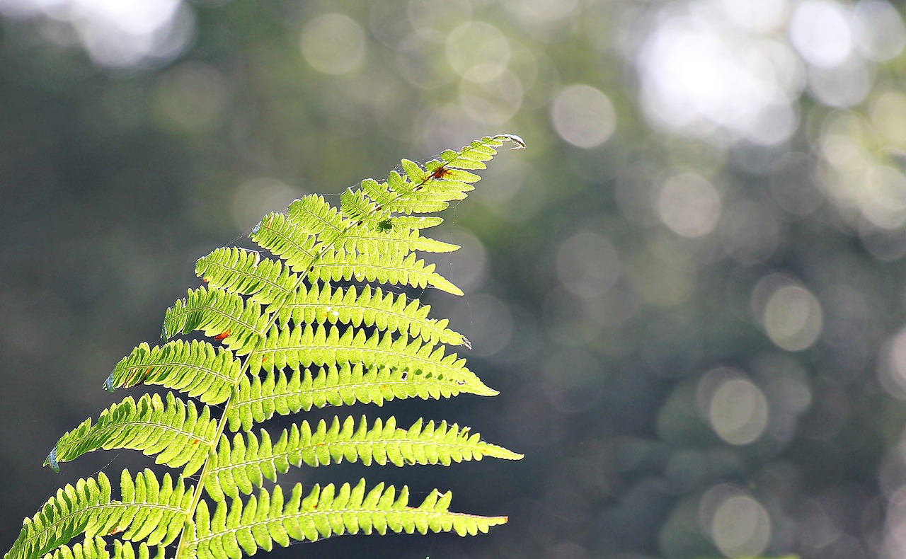 Plantas urbanas: ¿cómo enfrentan el estrés por calor?