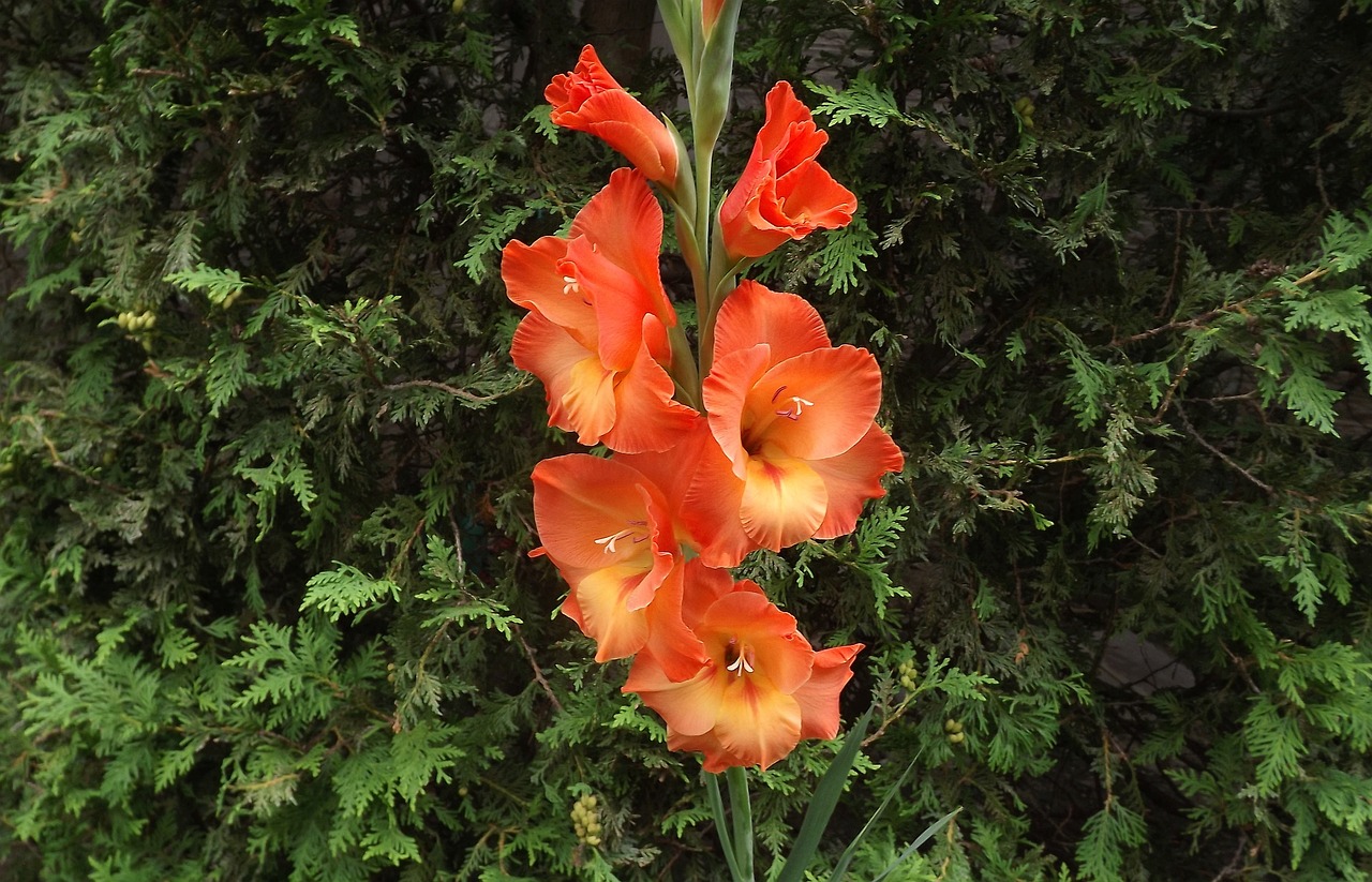 Gladiolos: la flor de largas espigas que adornará su jardín