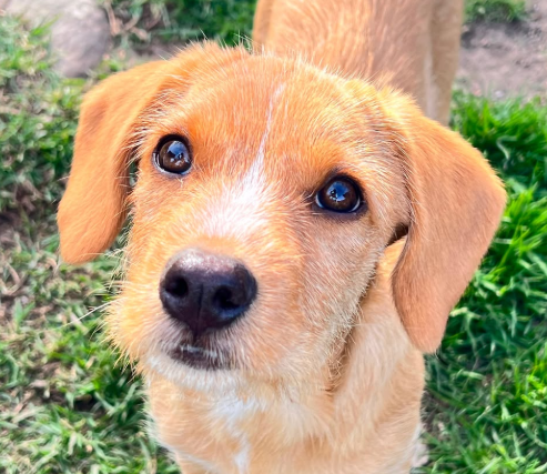 Estas dos cachorras fueron abandonadas y ahora buscan familia que les dé un hogar