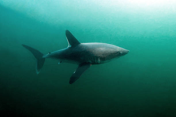 De depredador a presa: este tiburón fue cazado por otro animal aún más grande