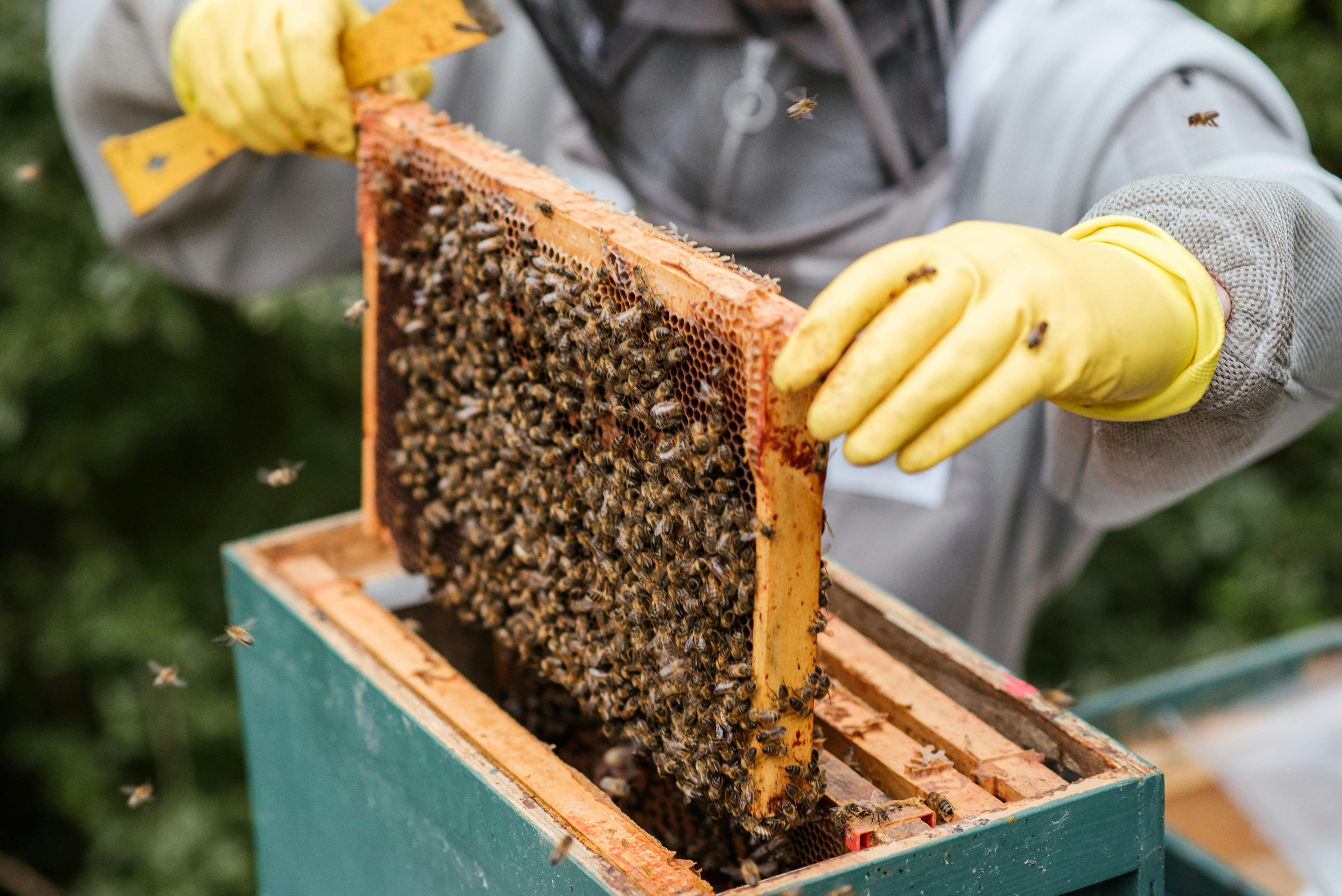 Colmena de abejas