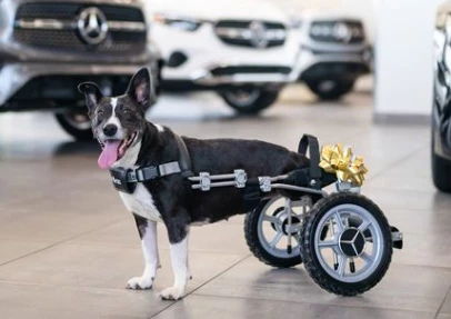 Bunny Benz: la perrita rescatada que volvió a caminar gracias a una “lujosa” silla de ruedas