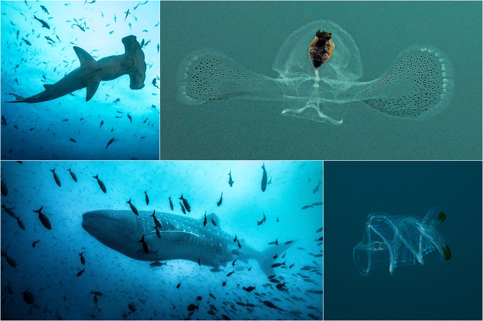 Fotos: los extraños animales que NatGeo encontró en el fondo del mar colombiano