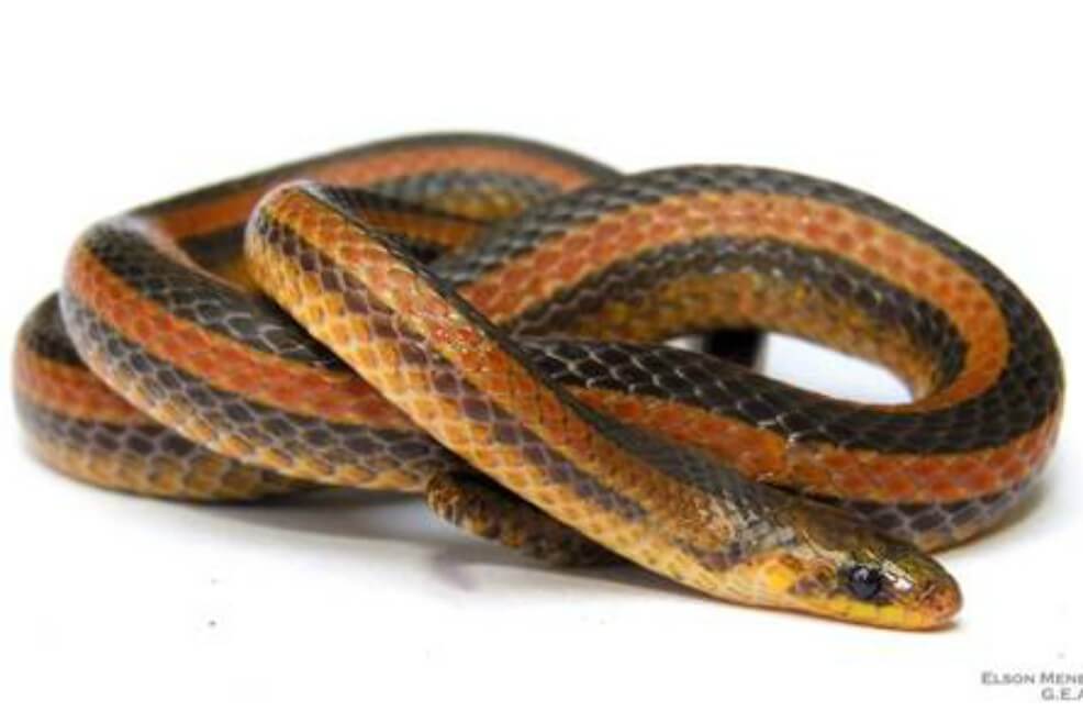 Investigador de la Universidad Industrial de Santander descubre nueva especie de serpiente