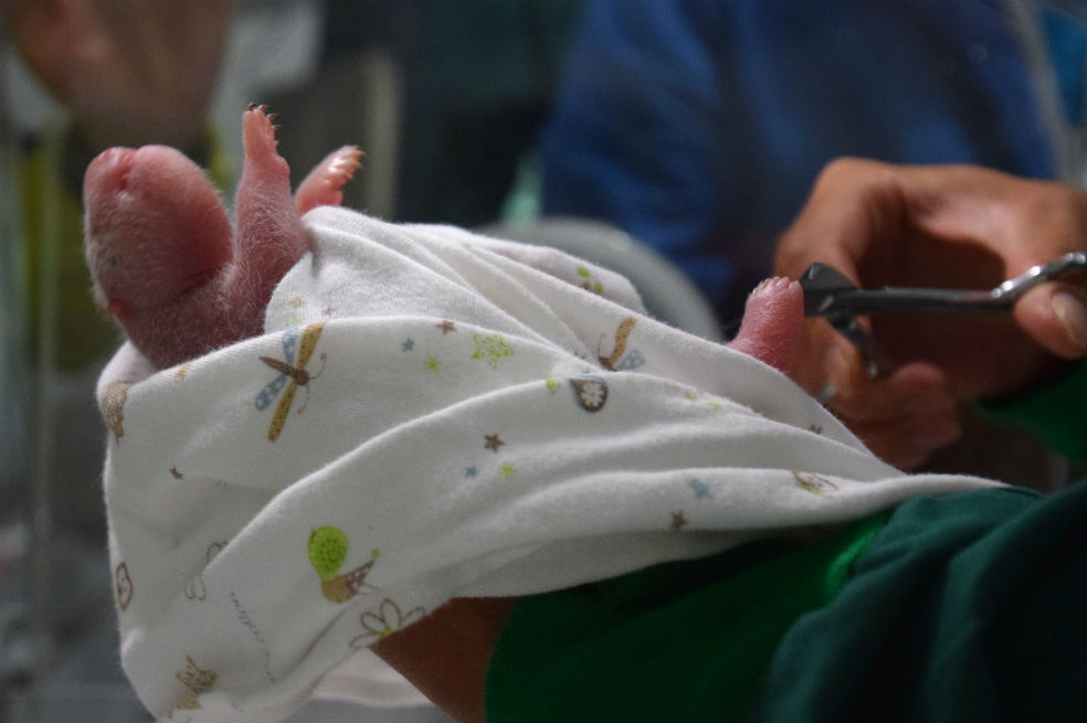 Panda gigante da a luz a gemelos en China a edad récord de 23 años