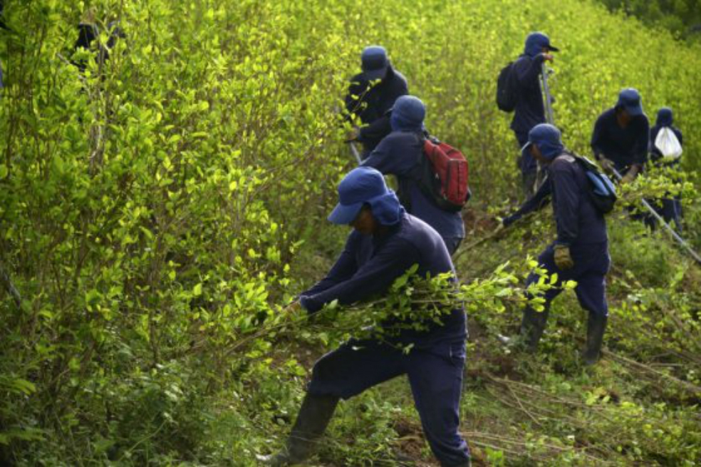 Programa de sustitución de cultivos ha sido acordado con las Farc: Gobierno