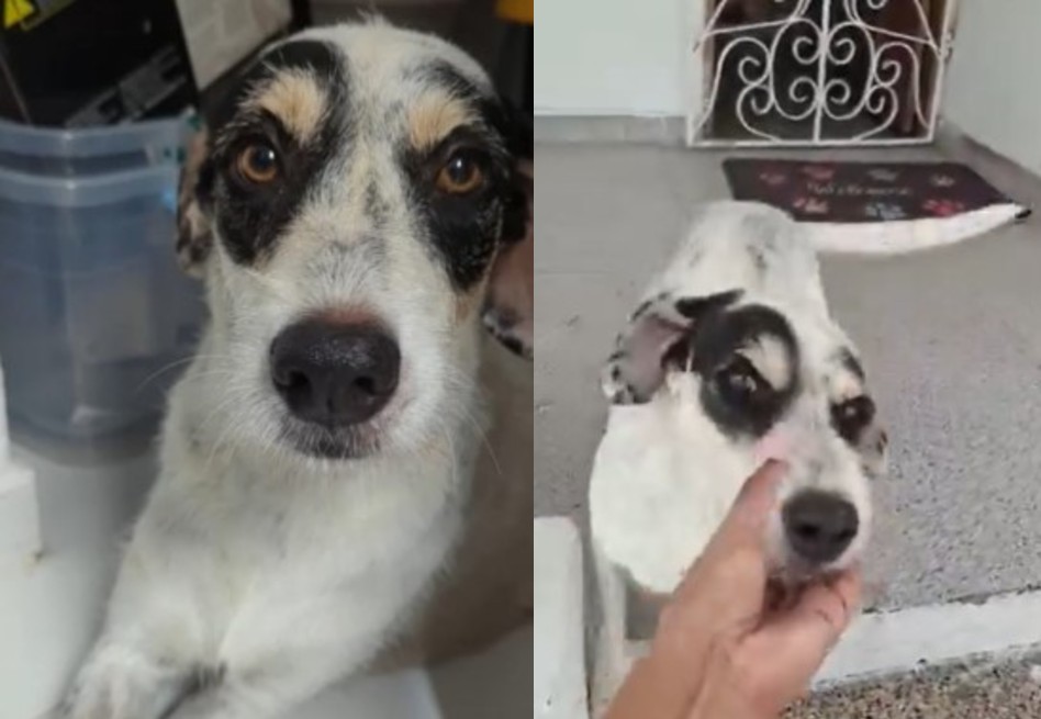 La historia de Niña no es única, pero sí es representativa de miles de animales en situación de abandono que necesitan una segunda oportunidad.