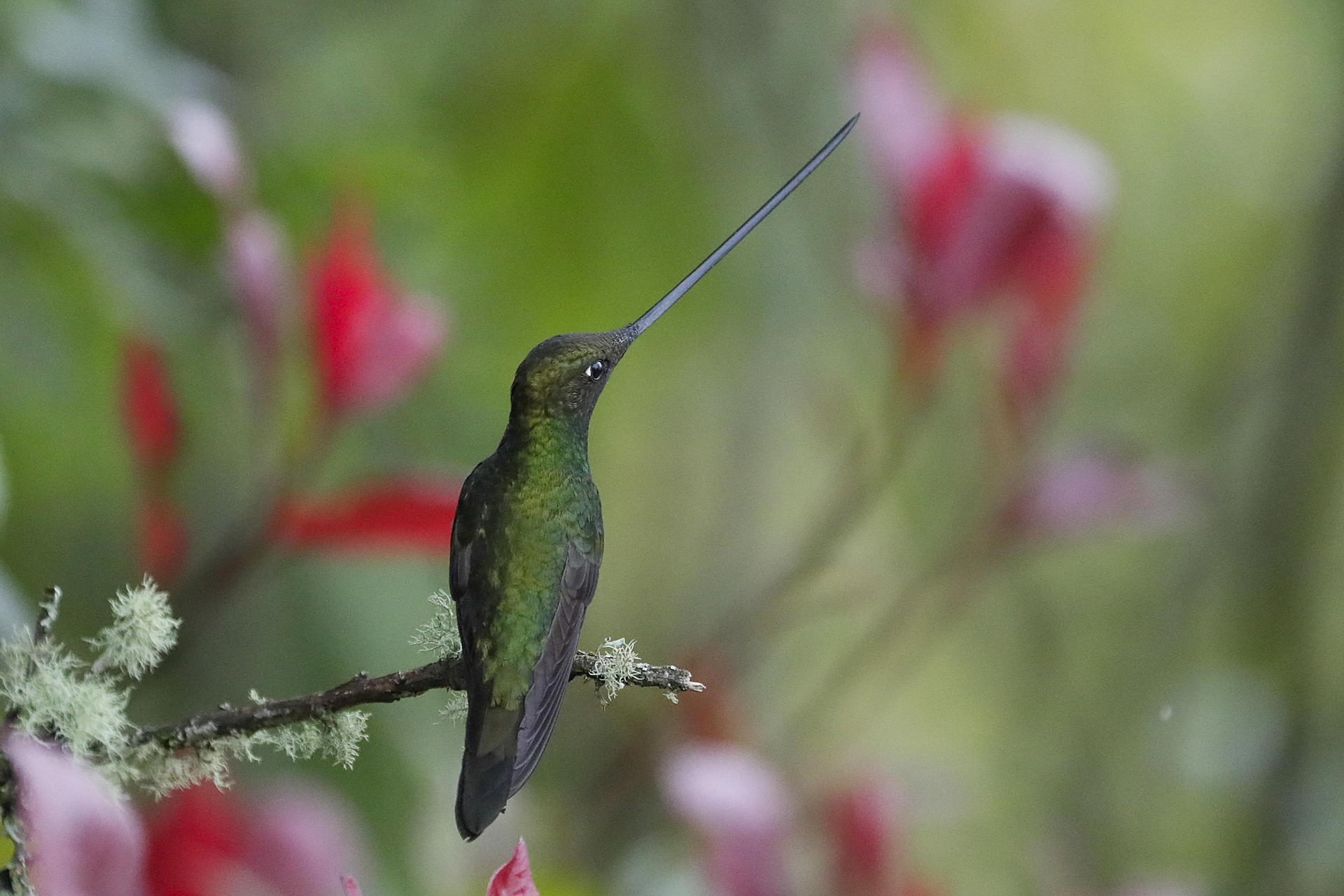 ACOMPAÑA CRÓNICA: COLOMBIA ANIMALES AME9313. BOGOTÁ (COLOMBIA), 20/05/2025.- Fotografía del 17 de mayo de 2025 de un colibrí en el sendero ecológico 'El Paramuno' en Bogotá (Colombia). Envuelto por la niebla densa del amanecer, el cerro de Monserrate despierta cada día con una escena digna de cuento: decenas de colibríes emergen entre los arbustos del bosque altoandino y saludan con su aleteo a los caminantes que ascienden por el empinado sendero hacia el santuario. EFE/ Carlos Ortega