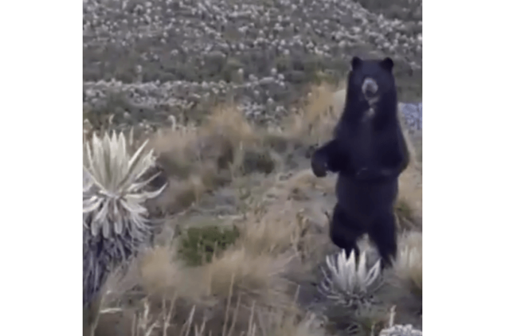 Video viral de oso de anteojos no fue en el Páramo de Santurbán, fue en Chingaza en 2017