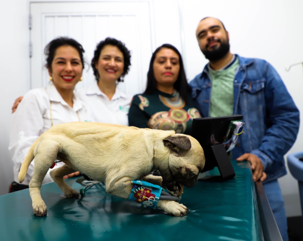 El resultado, de una investigación de 10 años, es un perro con el que se simulan problemas médicos para enseñarle a estudiantes de veterinaria cómo enfrentarse a pacientes desde la acción.