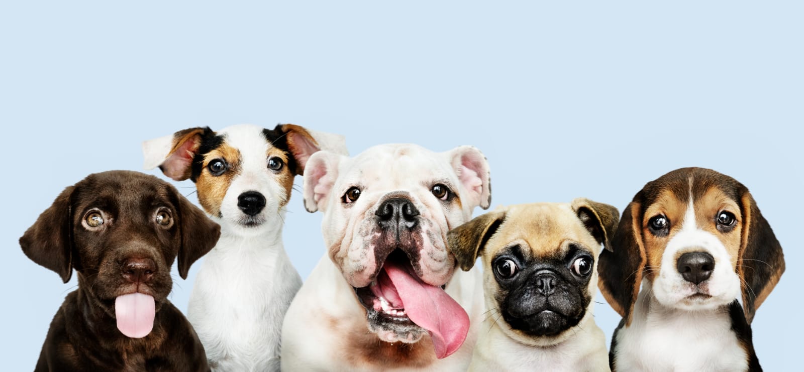 Agéndese este fin de semana para la jornada de adopción de perros y gatos en Portal de la 80