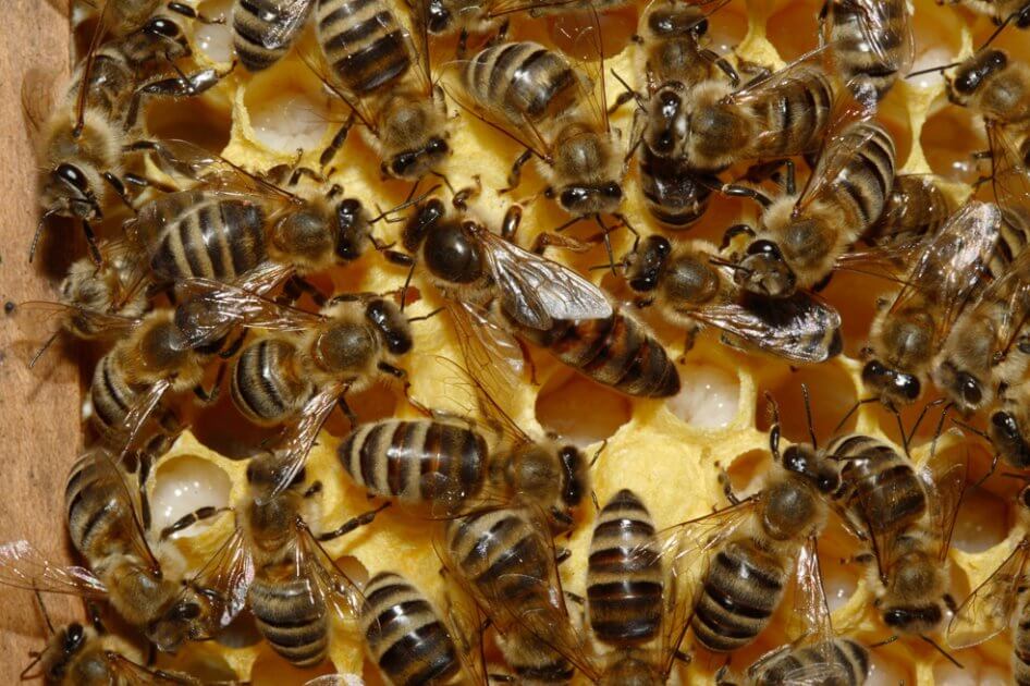 Los insectos polinizadores estarían adelantando su vuelo debido al cambio climático