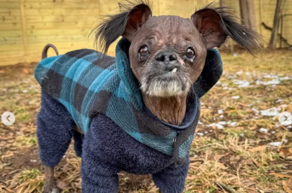 Adoptan a un perro abandonado por su aspecto y descubren en su ADN algo inesperado