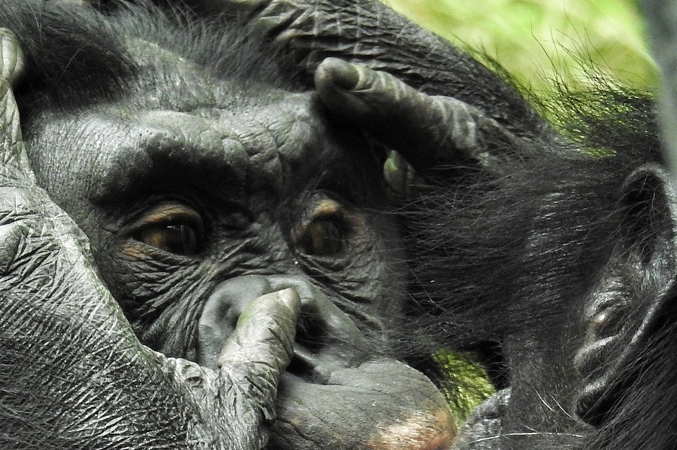 La etología es una rama de la biología que se apoya en la psicología para estudiar el comportamiento de los animales, ya sea en su hábitat natural o en espacios controlados.