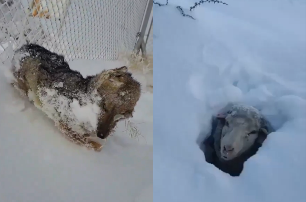 Argentina: animales mueren congelados por el frío extremo
