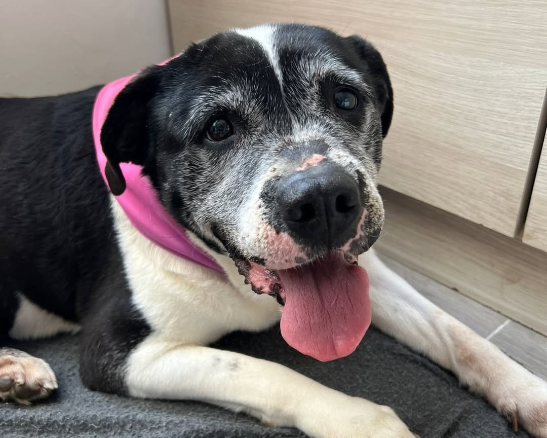 Estrellita tenía 14 años y fue adoptada: “los milagros se cumplen en Navidad”